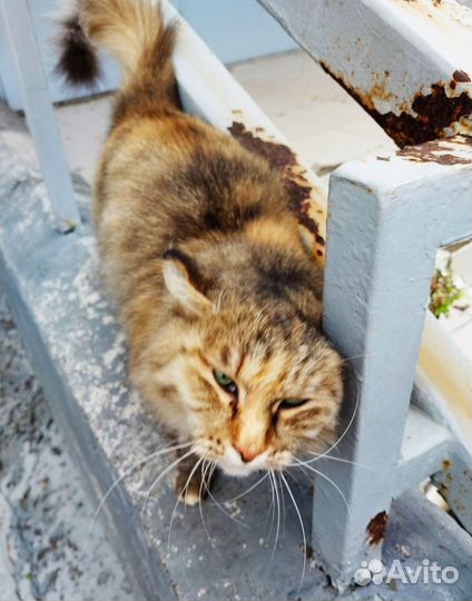 Кошка Муся