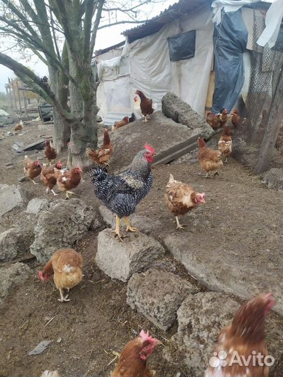 Куры доминант