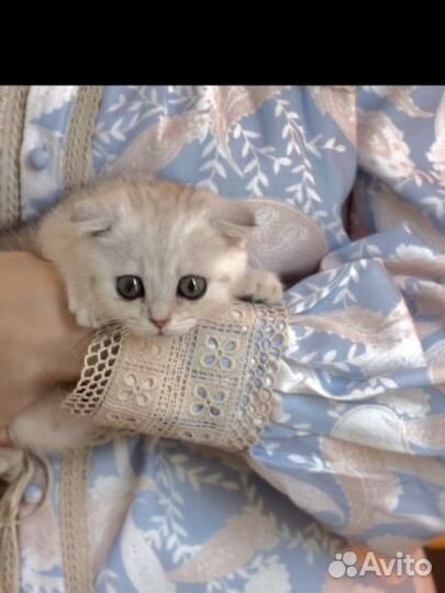 Котенок