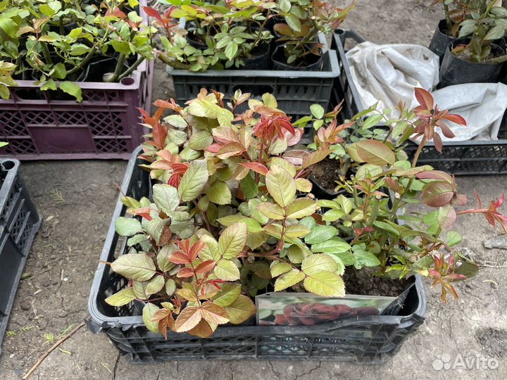 Растения для сада