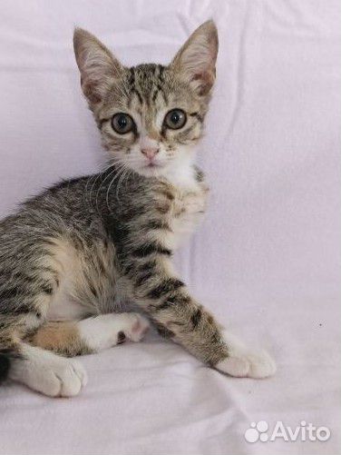 Котёнок девочка нуждается в доме