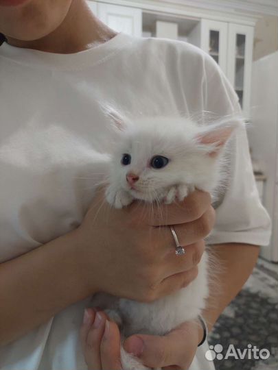 Турецкая ангора