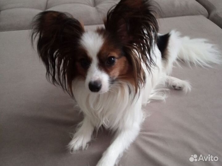 Метис папийона