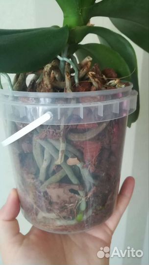 Орхидея фаленопсис