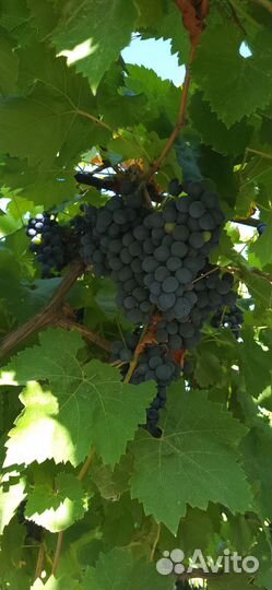 Виноград на вино