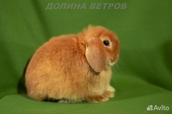Рыжие вислоухие карликовые крольчата