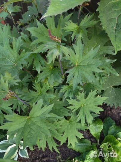 Бузульники