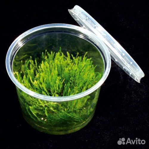Банка со мхом