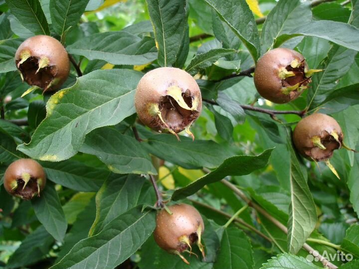 Саженцы Германской Мушмулы Доставка