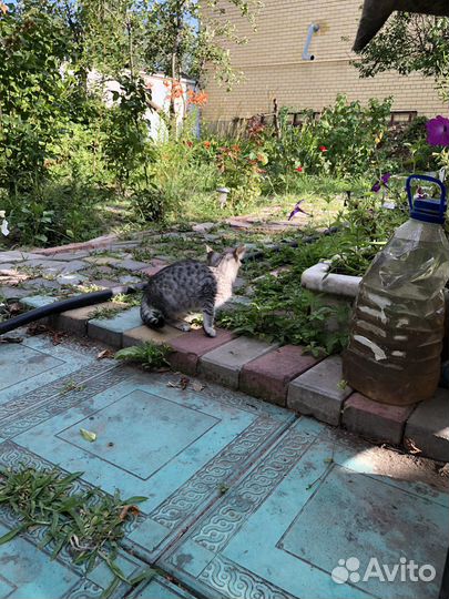 Котятята в добрые руки