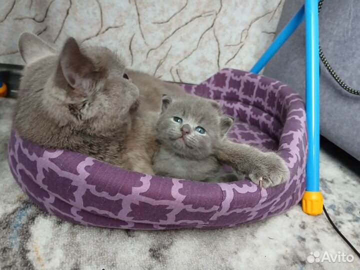 Котёнок девочка от британской кошечки