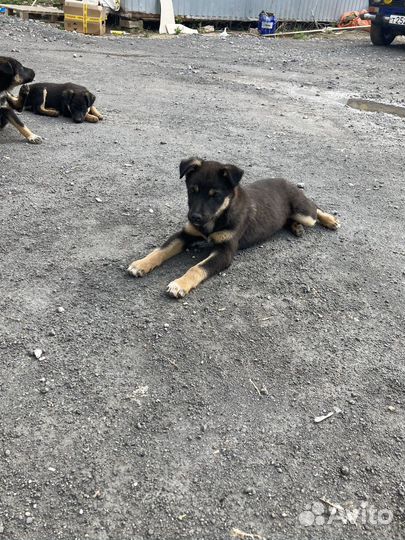 Собака в добрые руки отдам бесплатно