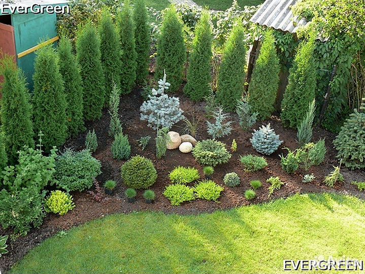 Туи из питомника