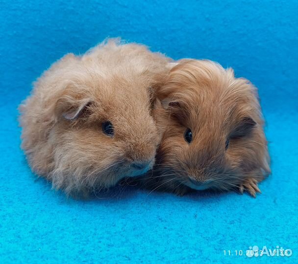 Морские свинки