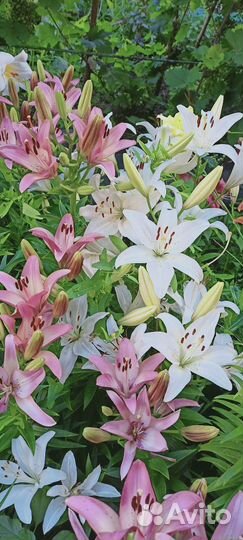 Цветы и кустарники для красоты и пользы