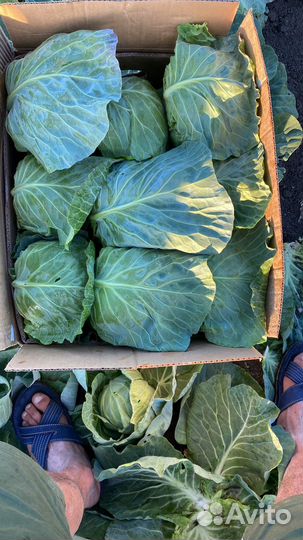 Кауста молодая