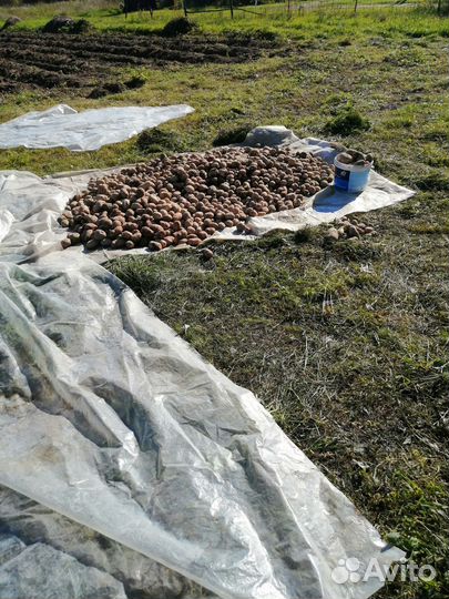 Продам картофель