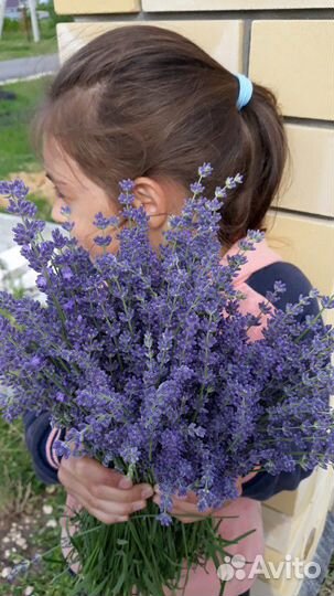 Лаванда. Приезжайте набирать самостоятельно)