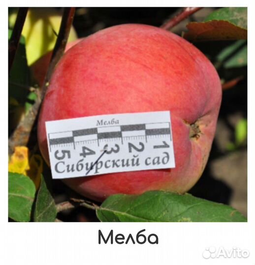 Сибирские саженцы яблонь