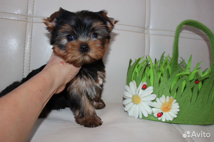 Мальчик красавчик 2 мес