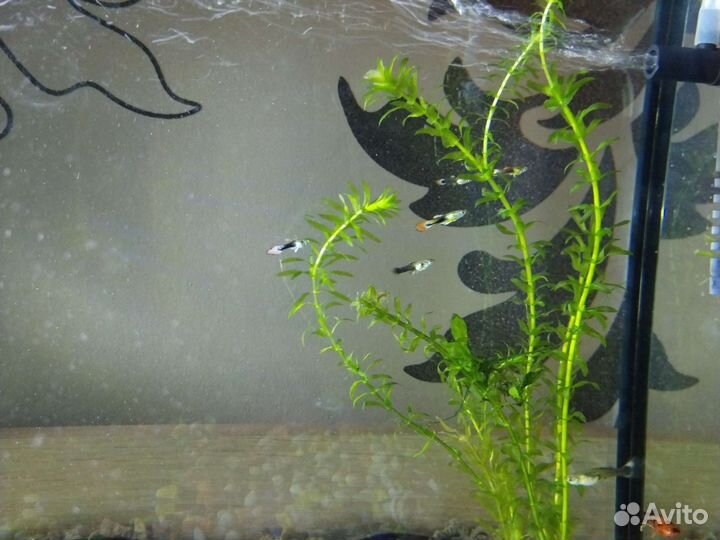 Аквариумные растения и гуппи