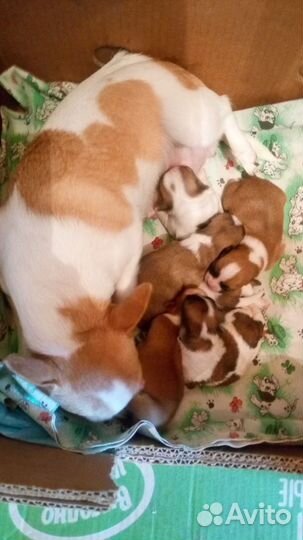 Чихуахуа мини