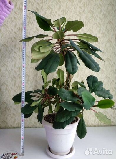 Молочай комнатный