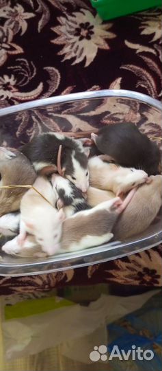 Редкие крысята