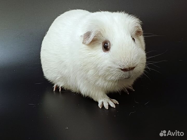 Морская свинка