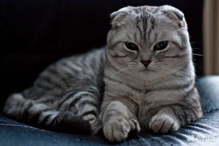 Отдам кота в добрые руки