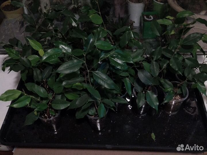 Фикус бенджамина