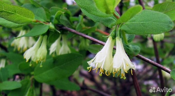 Жимолость - самая ранняя ягода на усадьбе. зкс