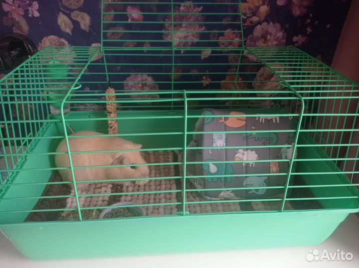 Морская свинка с клеткой