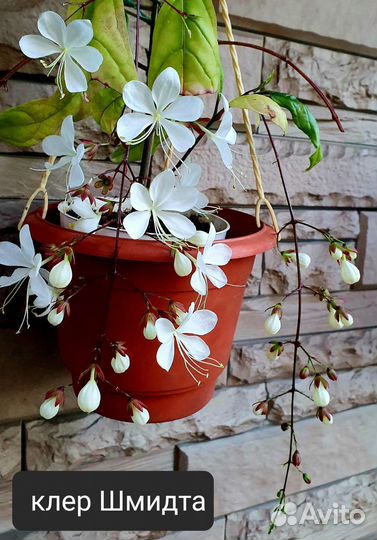 Клероденрумы