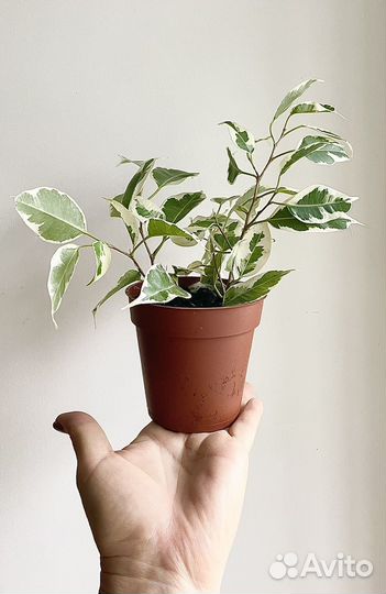 Фикус твилайт