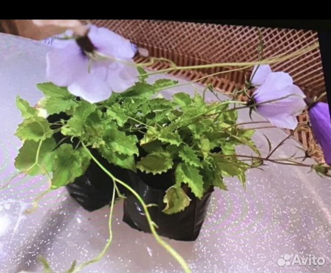 Колокольчик карпатский белый многолетник