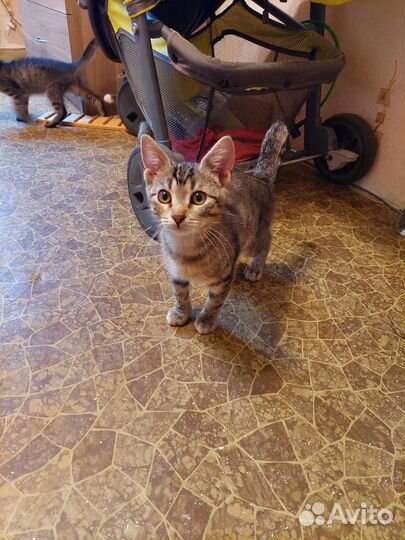 Отдам котенка в добрые руки