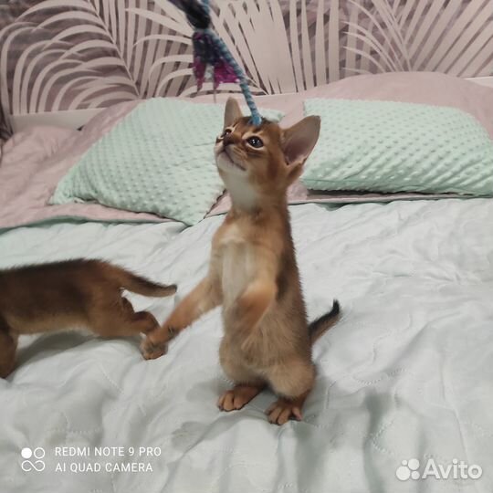 Абиссинские котята