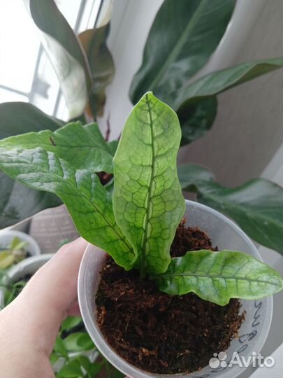 Асплениум крокодил