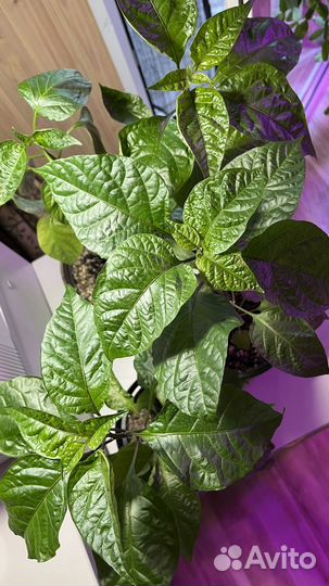 Острый перец рассада