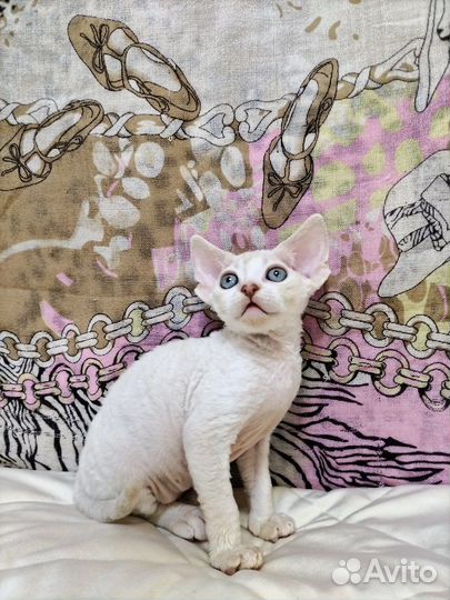 Мальчик девончик