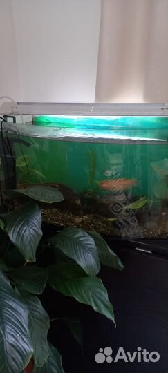 Аквариум с рыбками и компрессором