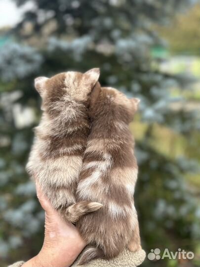 Щенки помчи