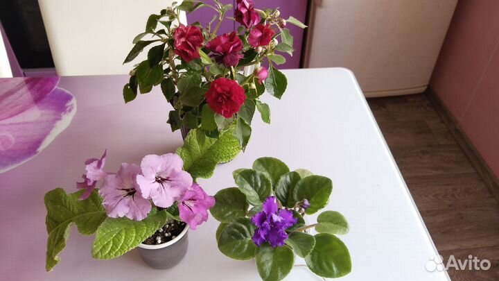 Фиалки, бальзамины, стрептокарпусы, кампанула