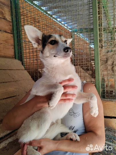 Забавная девочка щенок