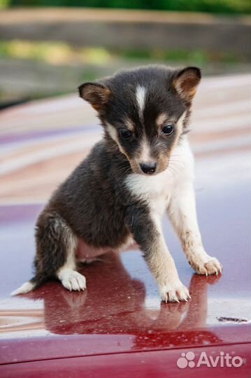 Щенок маленькой собаки бесплатно