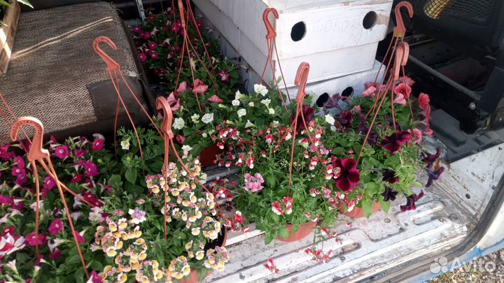 Рассада цветов и овощей оптом