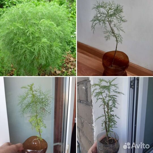 Саженцы розы, магонии, божьего дерева