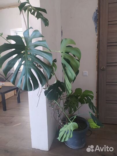 Комнатные цветы монстера