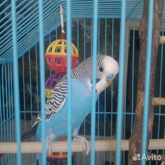 Передержка грызунов,шиншил попугаев